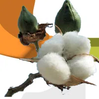 S R Cotton Private Limited