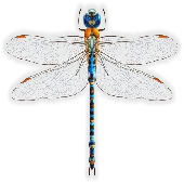 Dragonfly Aviation Services Private Limited