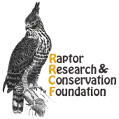 Raptor Research And Conservation Foundation
