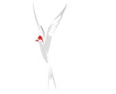 Tern Voyages Private Limited