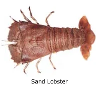 Sand Lobster