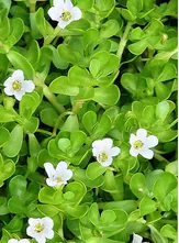 Bacopa Extract