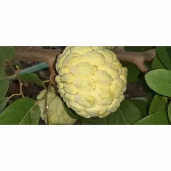 A Grade Fresh Custard Apple, Packaging Type: Carton, Packaging Size: 10 Kg