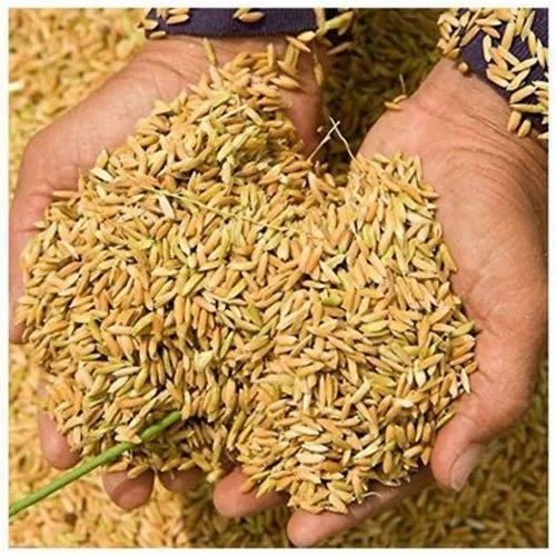 Paddy Seeds, Packaging Type: PP Bag