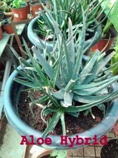 Aloe Hybrid Plant