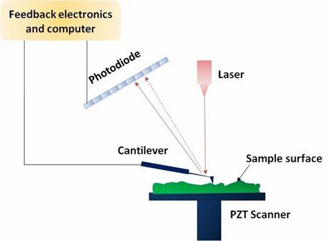 AFM (Atomic Force Microscopy)