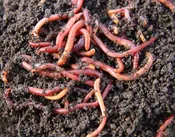 Red Worms Earthworms