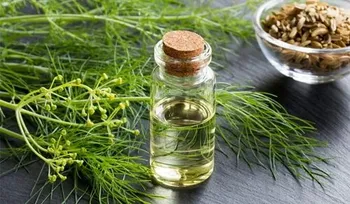 Fennel Seed Oil