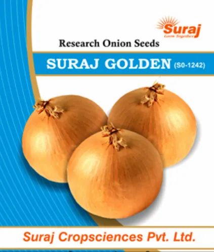 Suraj Golden(SO-1242) Onion Research