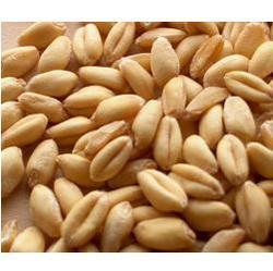 Indian Siddha Organic Wheat