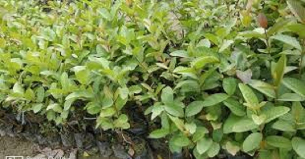 White Hybrid/ Country Guava Saplings For Garden