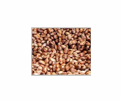HPS Groundnut Seeds