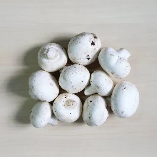 B Grade White Button Mushroom, Packaging Type: Loose