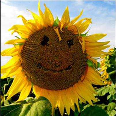 Hybrid Sunflower Aadit