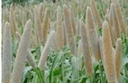 Pearl Millet