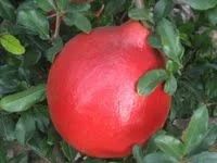 Pomegranate