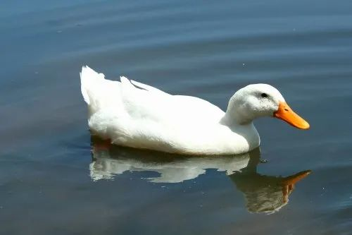 White Pekin Ducks