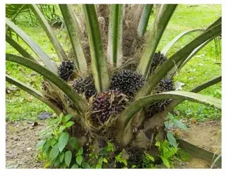 Solutions For The Progressive Oilpalm Farmer