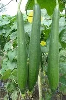 Hybrid Sponge Gourd Seeds