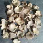 Dried Oyster Mushroom