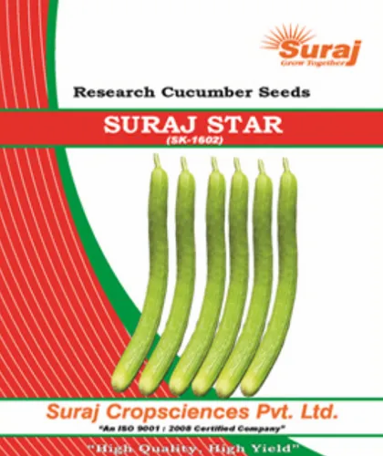 Suraj Star(SK-1602)Cucumber Research