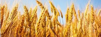 Wheat Marketing Services