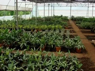 10 Days Tissue Culture Plantation Service