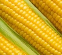 Ear Corn Cobs
