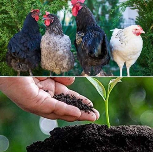 Poultry Compost Organic Manure
