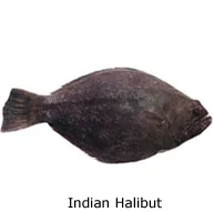 Indian Halibut