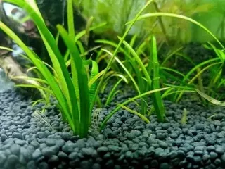 Planted Aquarium Soil