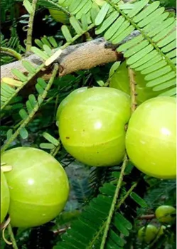 Amla Extract