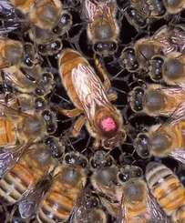 Live Honey Bee Colonies & Hives