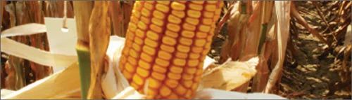 Maize : Suvarna  Nmh 589 Seeds