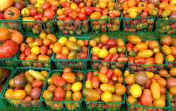 Increase in production of Tomato