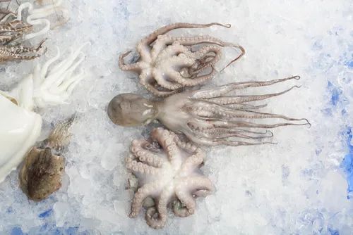 Octopus Whole