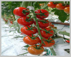 Cultivation of Vegetable: Tomato