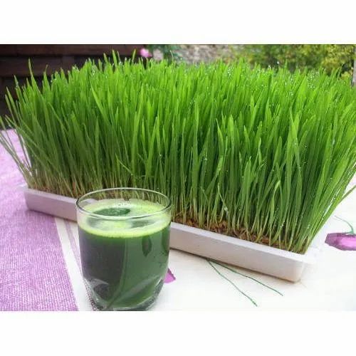 Wheat Grass, Packaging Type: Poly Bag