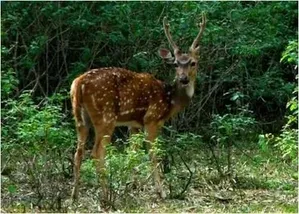 Karnataka Wildlife Tour