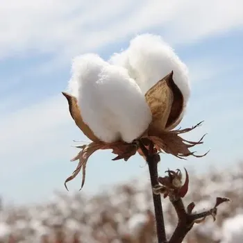 White Organic Raw Desi Cotton