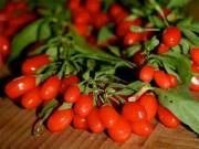 Goji Berry