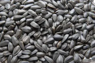 Sunflower Seed