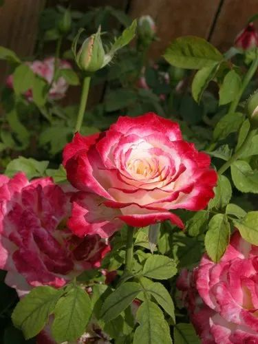 Rosa Hybrid Tea Rose Plant, Packaging Type: Poly Bag, Summer Bloom