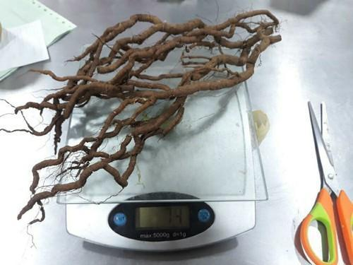 Ipecacuana Roots From Costa Rica