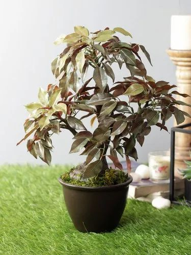 Artificial Red Ficus Plant With Pot