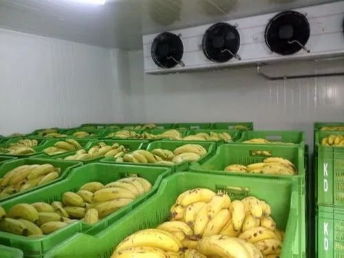 Fitware Automatic Ripening Chambers