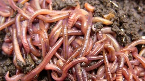 Agricultural Earthworm