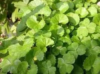 Centella Asiatica ( Mandukparni)