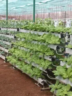 Vertical Farming Service