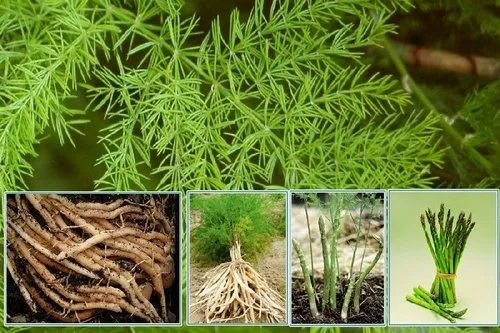 White Shatavari Plant, Packaging Size: 100-200, Satavari Dried Roots